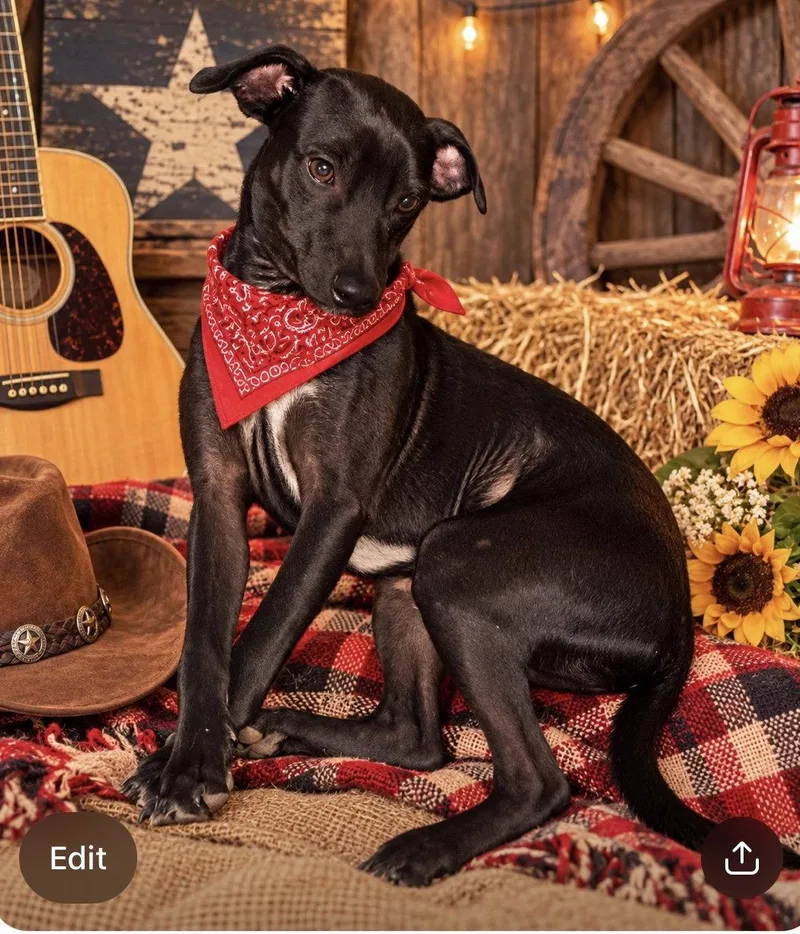 Willie Nelson thumbnail 2