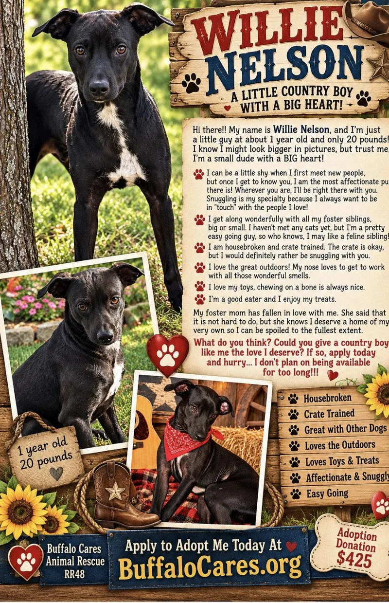 Willie Nelson thumbnail 3