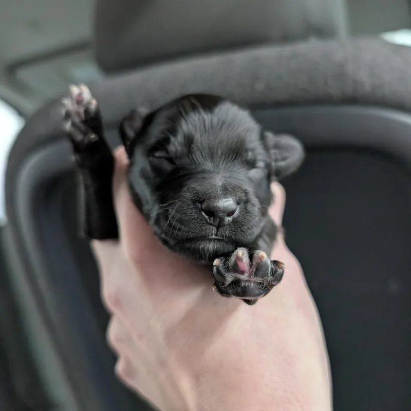 A baby medium-sized male Black Mixed Breed dog named Bud for adoption in DeKalb, IL