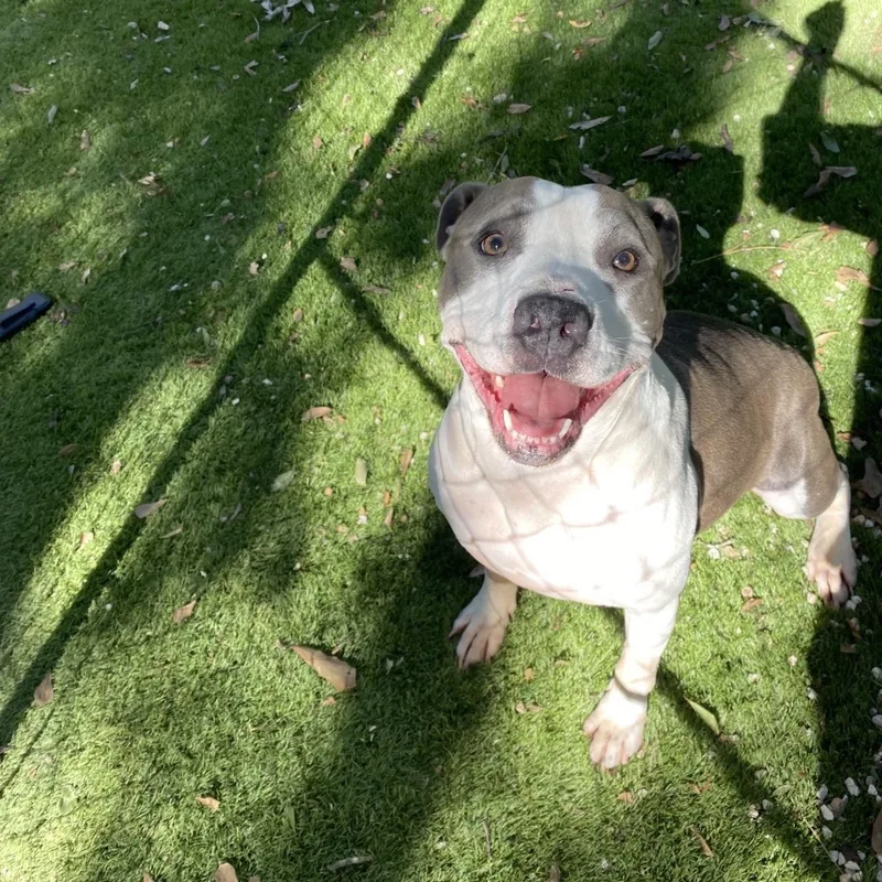 An adult medium-sized female American Staffordshire Terrier dog named Big Mama for adoption in Magnolia, TX