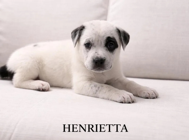 Henrietta thumbnail 4