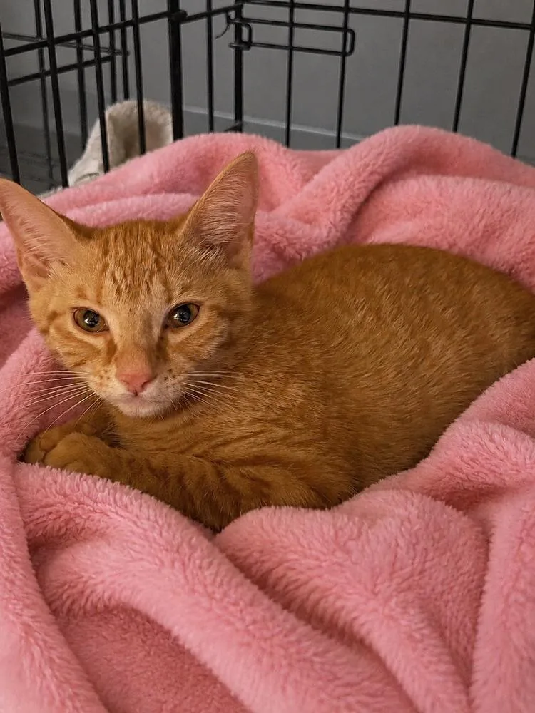 A baby small-sized female Orange & White Domestic Short Hair cat named Messi for adoption in Carrollton, VA