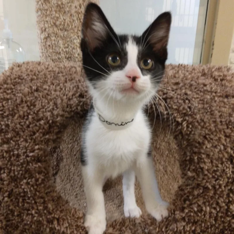 An adult large-sized male Black Domestic Short Hair cat named Domino "Dom" for adoption in Harrisonburg, VA
