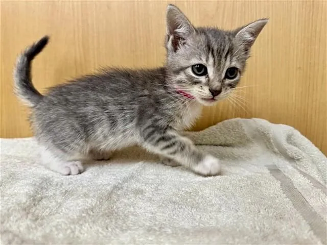 A baby small-sized female Domestic Short Hair cat named Tabitha for adoption in Saint Louis, MO