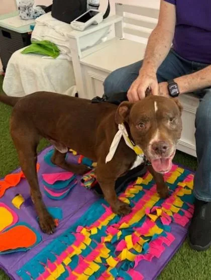 A senior large-sized male Labrador Retriever dog named SC Joy for adoption in North Miami Beach, FL