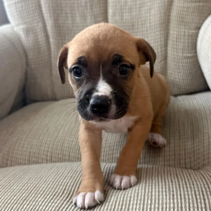 A baby medium-sized female Red / Chestnut / Orange American Bulldog dog named Nissan for adoption in Ocala, FL