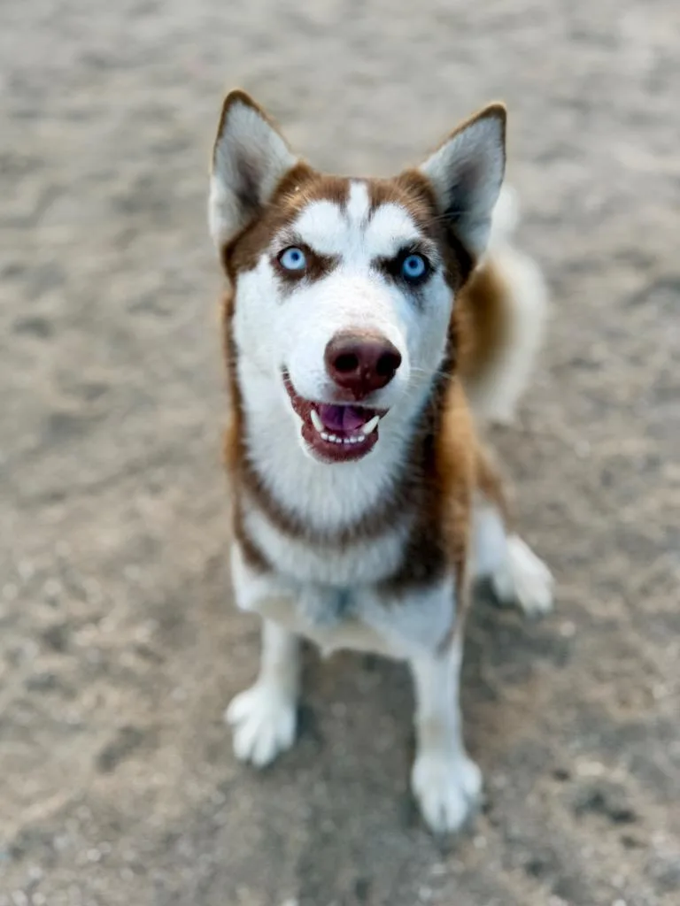 A young medium-sized female Husky dog named Talia for adoption in Muskegon, MI