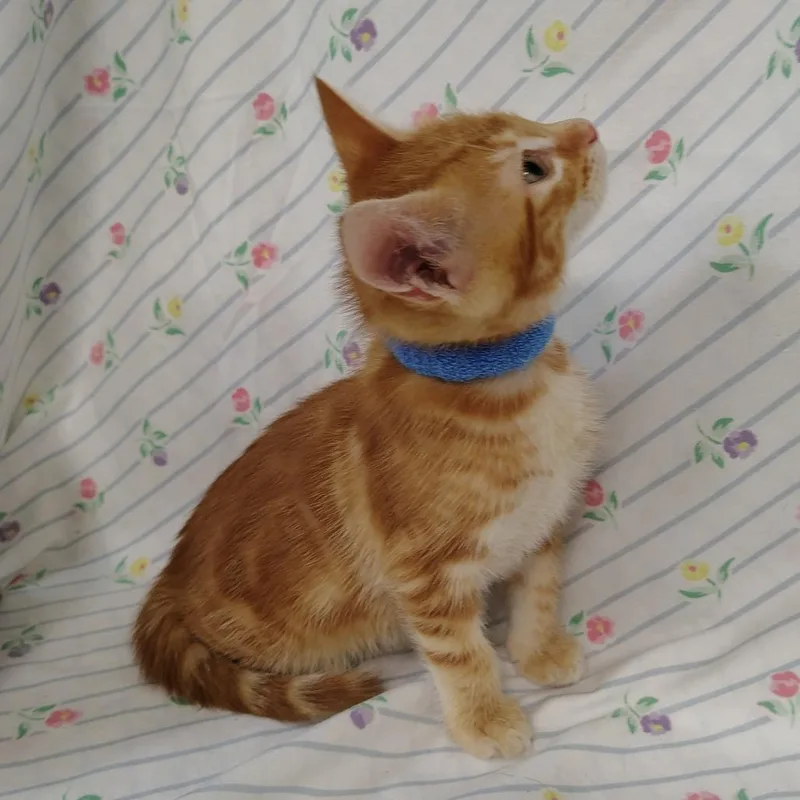 A baby small-sized male Orange / Red Domestic Short Hair cat named Mojave for adoption in Coos Bay, OR
