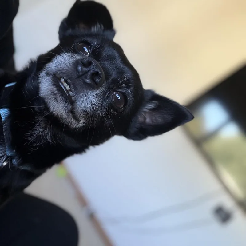 A senior small-sized male Black Mixed Breed dog named Pickles for adoption in Bismarck, ND