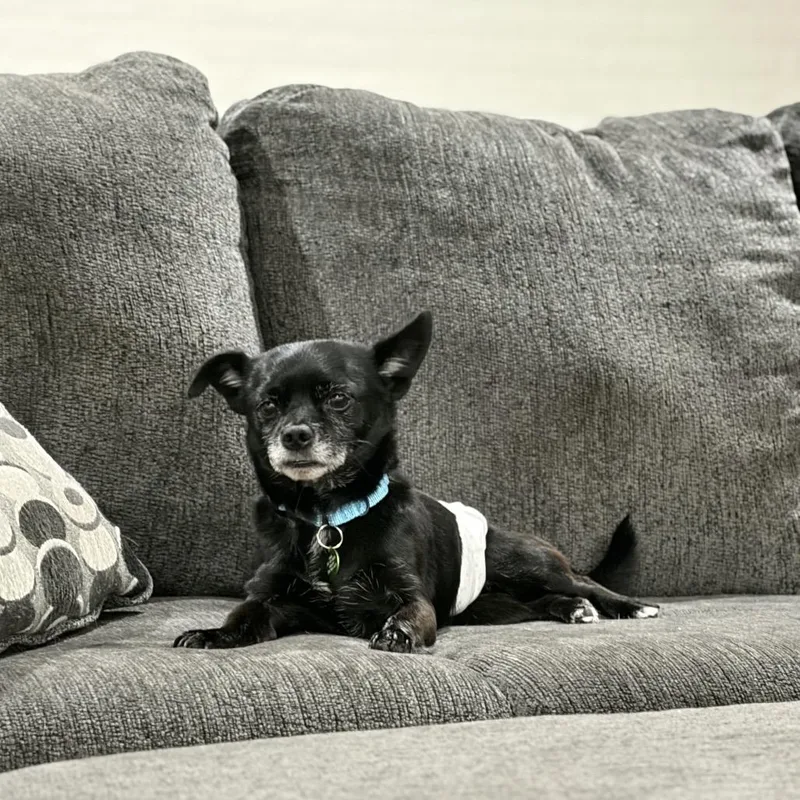Pickles thumbnail 2