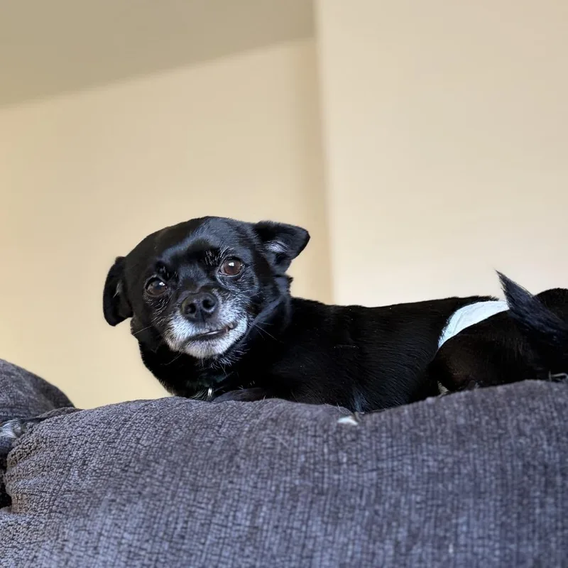 Pickles thumbnail 3