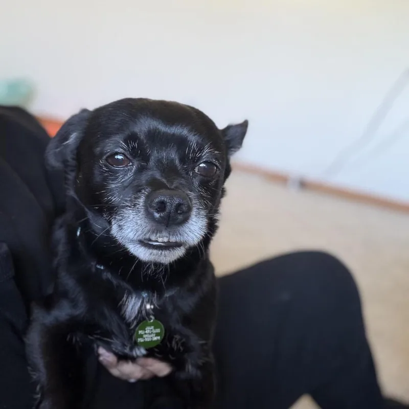 Pickles thumbnail 4