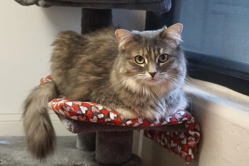 An adult medium-sized female Domestic Medium Hair cat named Miss Alaska for adoption in Fountain Hills, AZ