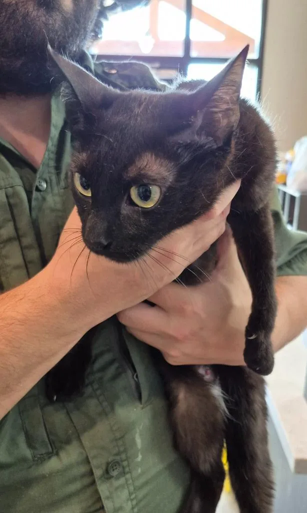 A baby small-sized female Domestic Short Hair cat named Minerva for adoption in East Ridge, TN