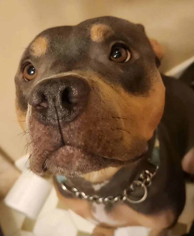 A young medium-sized female Gray / Blue / Silver Pit Bull Terrier dog named Butterscotch for adoption in Sanford, NC