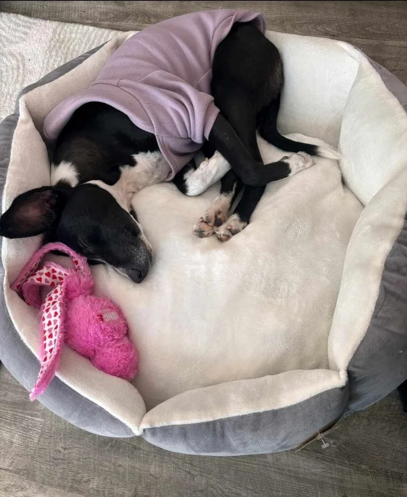 A young small-sized female McNab dog named Elise for adoption in Dickinson, TX