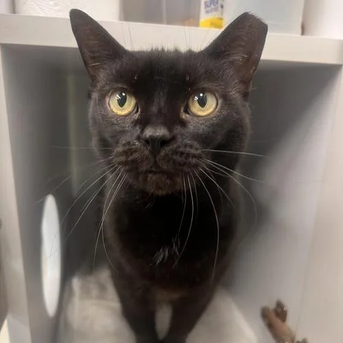 An adult small-sized female Extra-Toes Cat / Hemingway Polydactyl cat named Doe  Apply at for adoption in Georgetown, KY