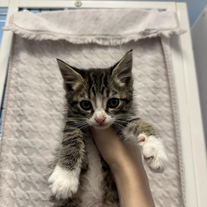 A baby small-sized male Brown / Chocolate Domestic Medium Hair cat named Blueberry for adoption in Ruckersville, VA