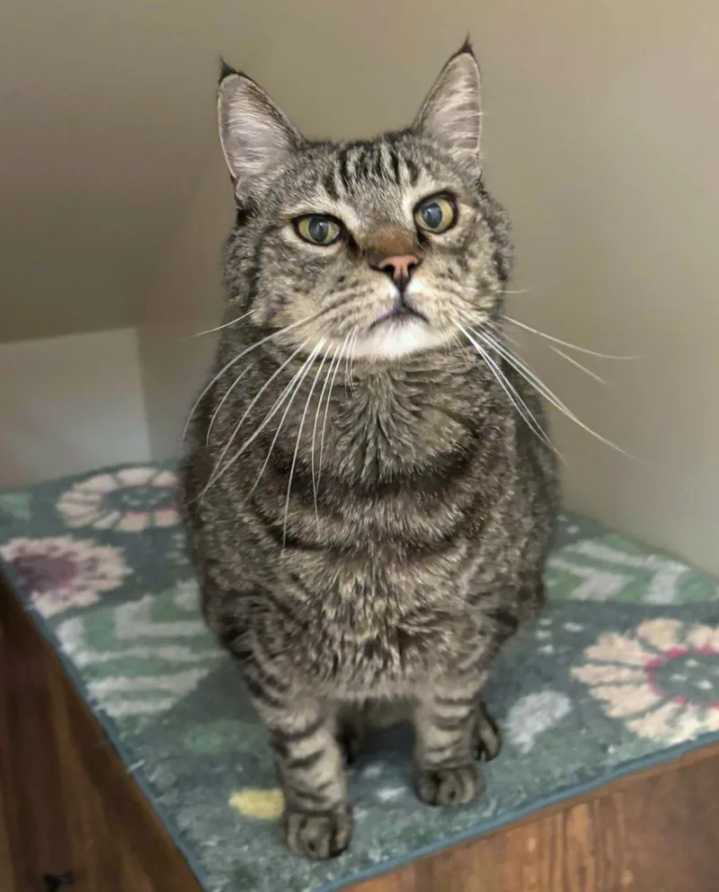 An adult large-sized male Tabby (Brown / Chocolate) Domestic Short Hair cat named Gadget for adoption in Manitou Springs, CO