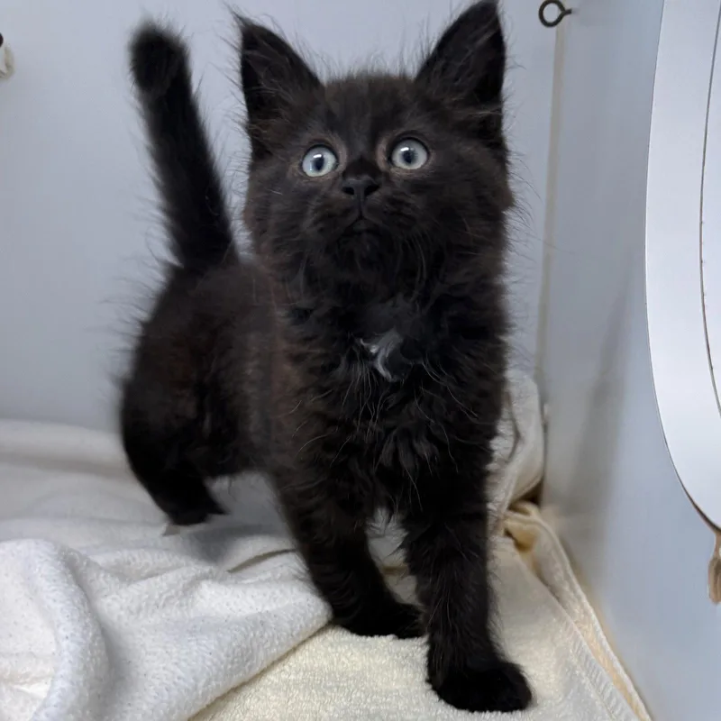 A baby small-sized male Black Domestic Short Hair cat named John for adoption in Oakland, CA