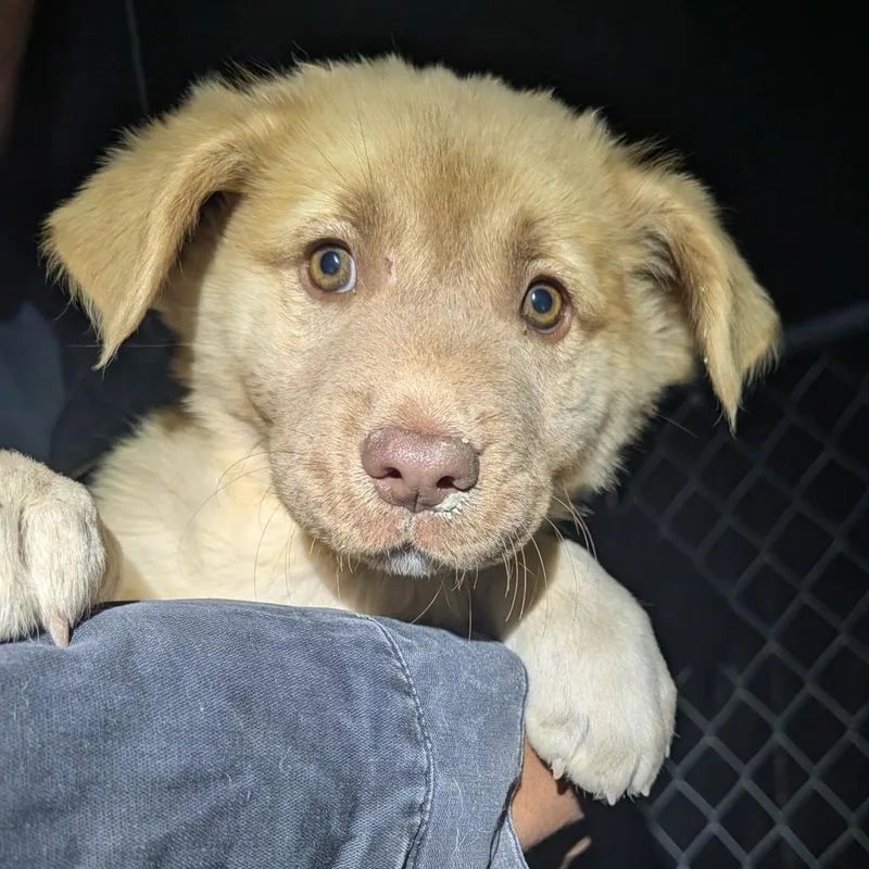 A baby small-sized female Yellow / Tan / Blond / Fawn Mixed Breed dog named Meimei for adoption in Park City, UT