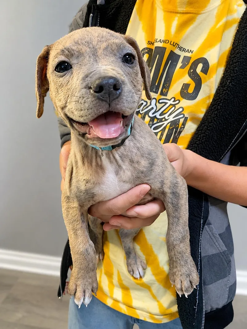 A baby large-sized female Brindle Mixed Breed dog named Hannah for adoption in Kenosha, WI