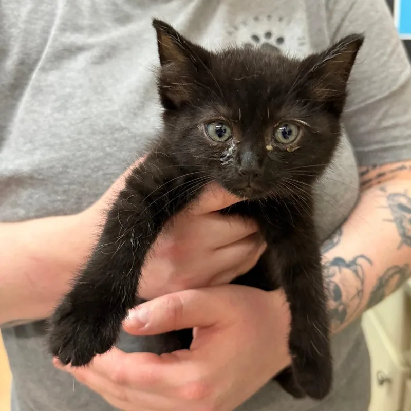 A baby small-sized male Black Domestic Short Hair cat named Chili for adoption in Ardmore, OK