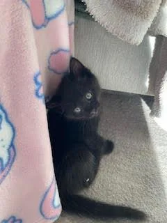 A baby medium-sized male Black American Shorthair cat named Ranger for adoption in Hillsboro, OR