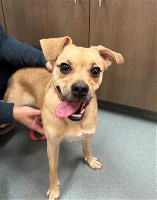 A young small-sized female Pug dog named Stali for adoption in Baytown, TX