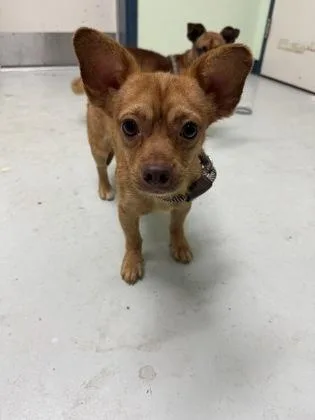 An adult small-sized male Mixed Breed dog named Gee for adoption in Savannah, GA