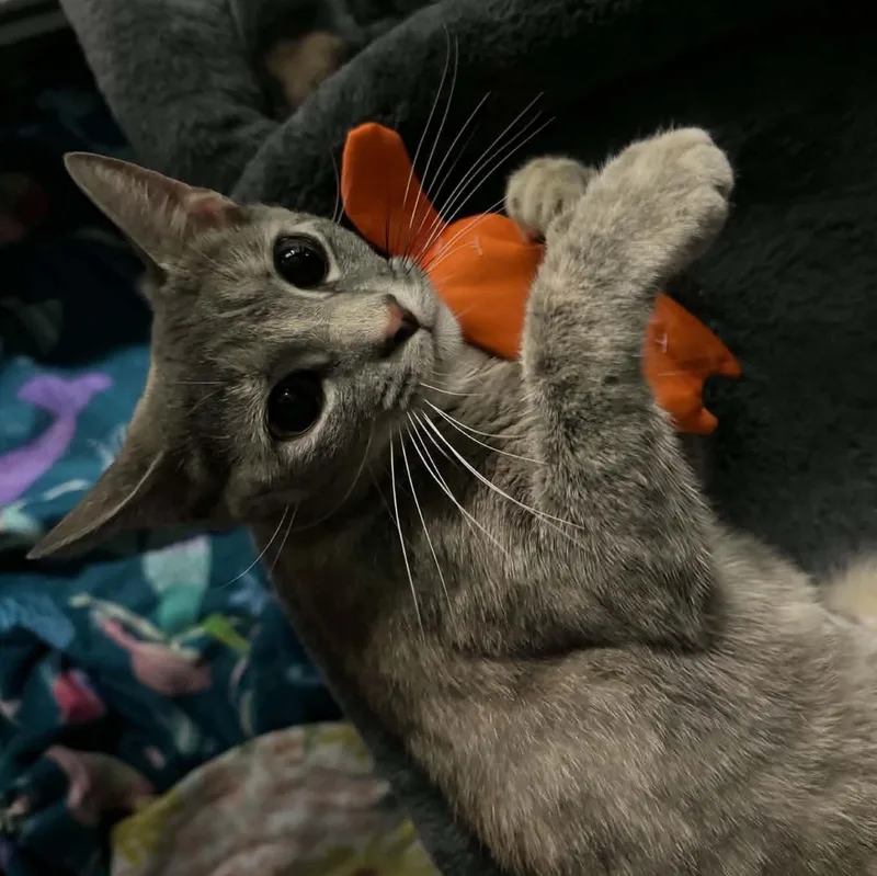 A young medium-sized female Dilute Tortoiseshell Domestic Short Hair cat named Maple for adoption in Baltimore, MD