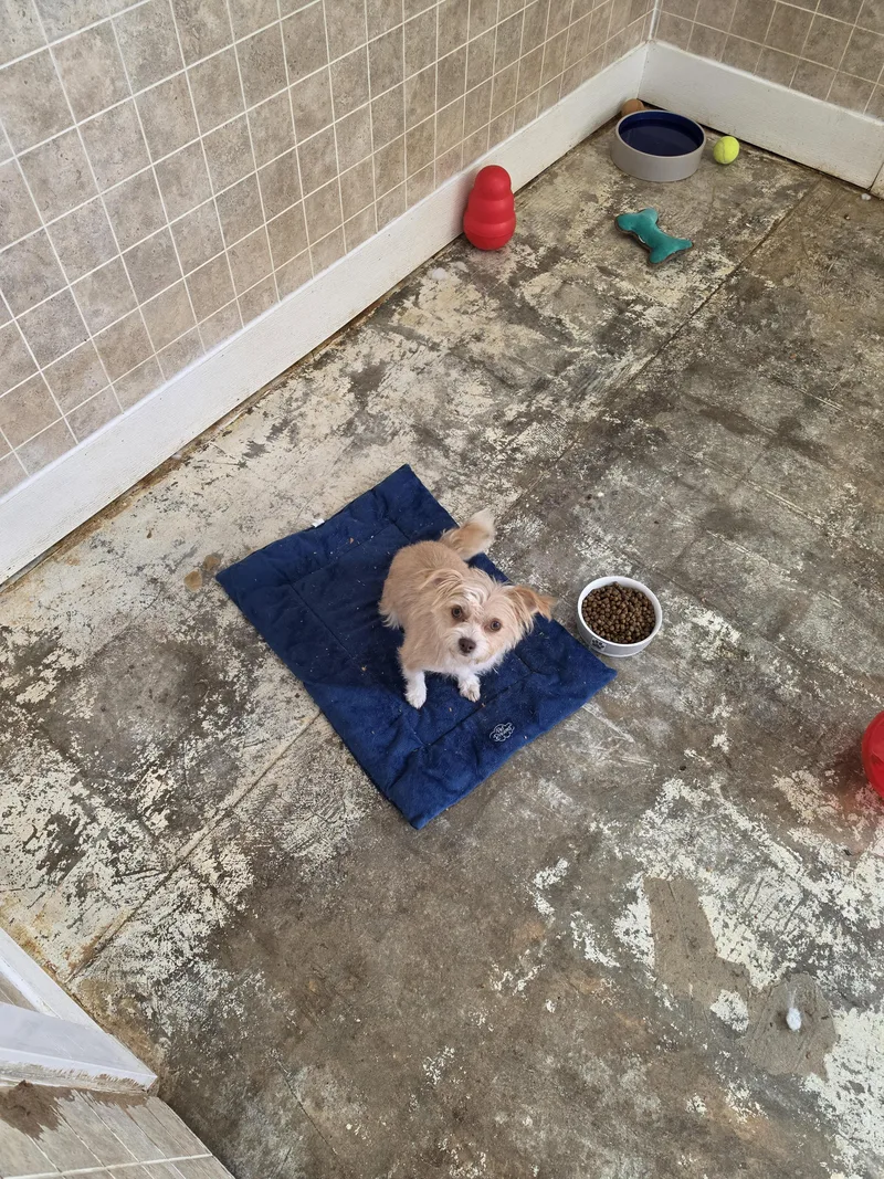 A young small-sized female Yorkshire Terrier dog named Luna for adoption in Greensboro, NC