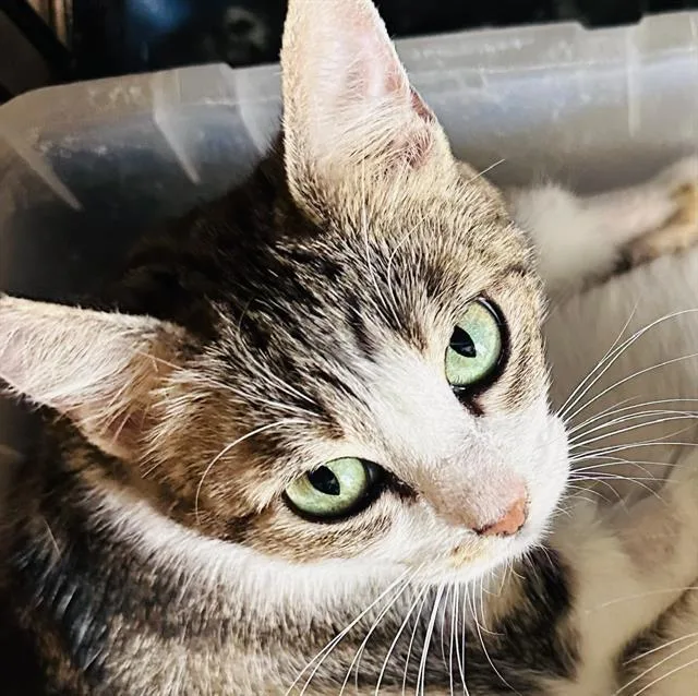 A senior large-sized female Domestic Short Hair cat named Dia for adoption in Camarillo, CA