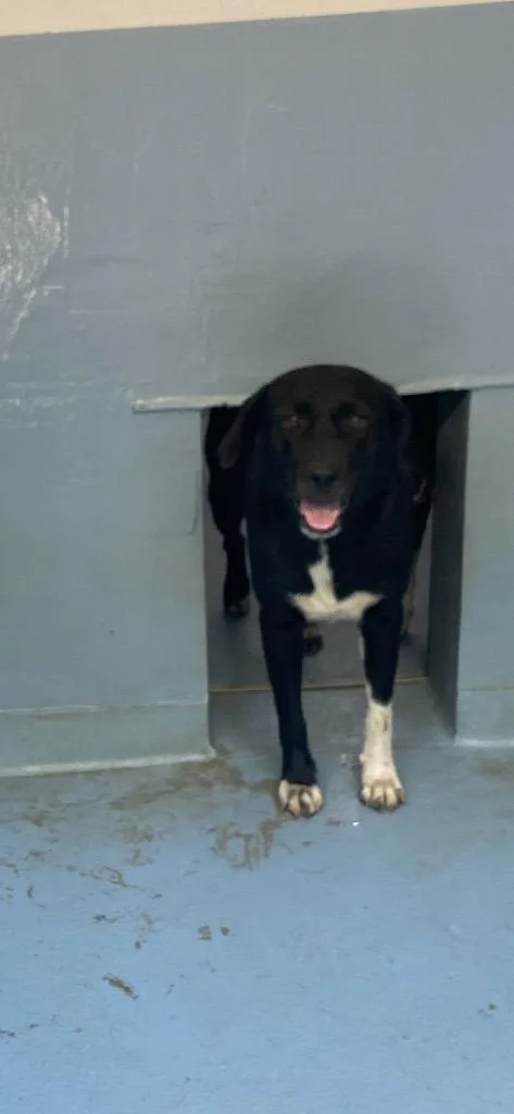A young large-sized female Mixed Breed dog named Wilma for adoption in Cartersville , GA