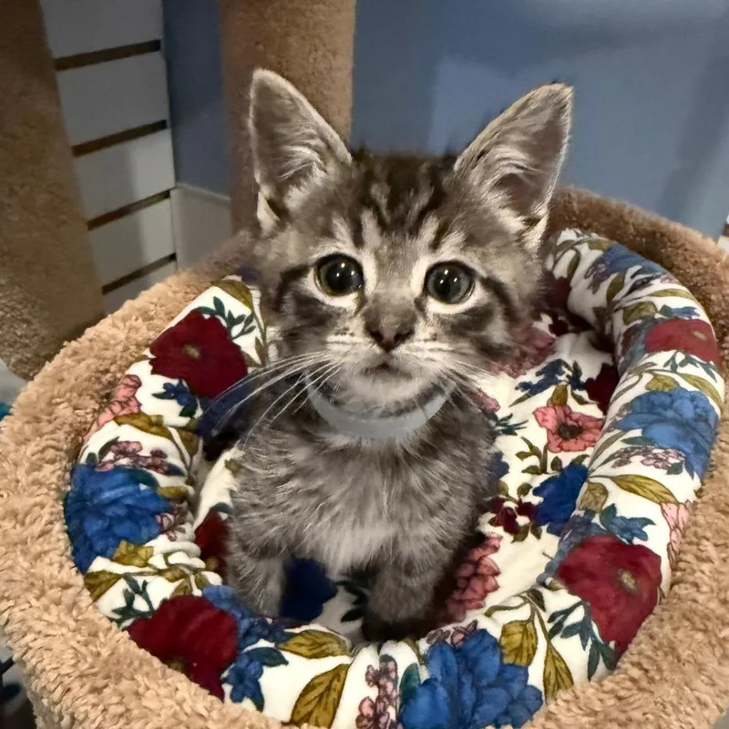 A baby small-sized male Brown / Chocolate Domestic Short Hair cat named Leif for adoption in Brookfield, WI