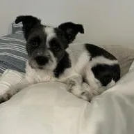 An adult small-sized male Black Shih Tzu dog named Folgers for adoption in Midlothian, VA