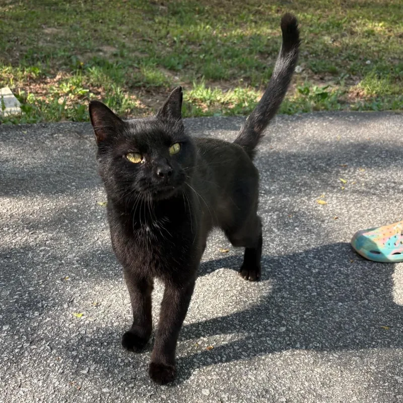 An adult small-sized male Black Domestic Short Hair cat named Crypt Keeper for adoption in Morganton, NC