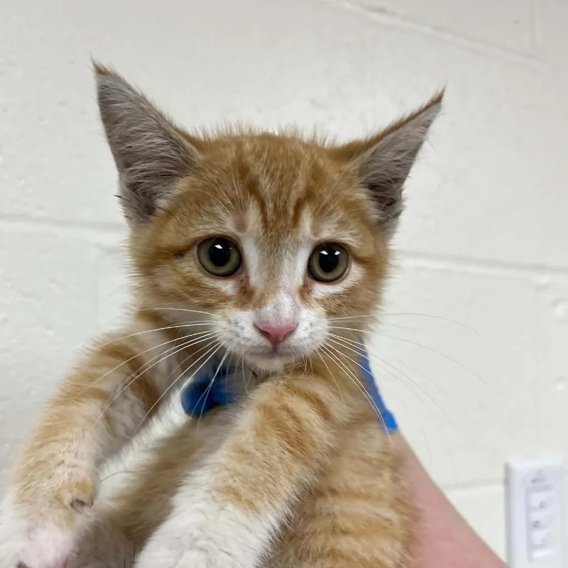 A baby small-sized female Orange / Red Domestic Short Hair cat named SVASStray for adoption in Lyndhurst, VA