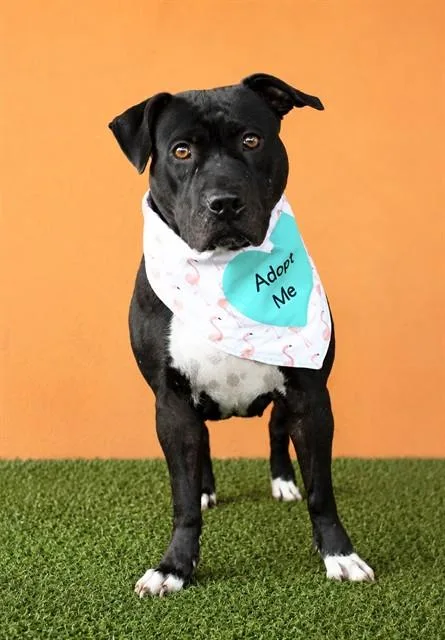 An adult large-sized female American Staffordshire Terrier dog named Loonie for adoption in Miami, FL