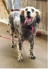 A senior medium-sized male English Setter dog named May for adoption in East China, MI