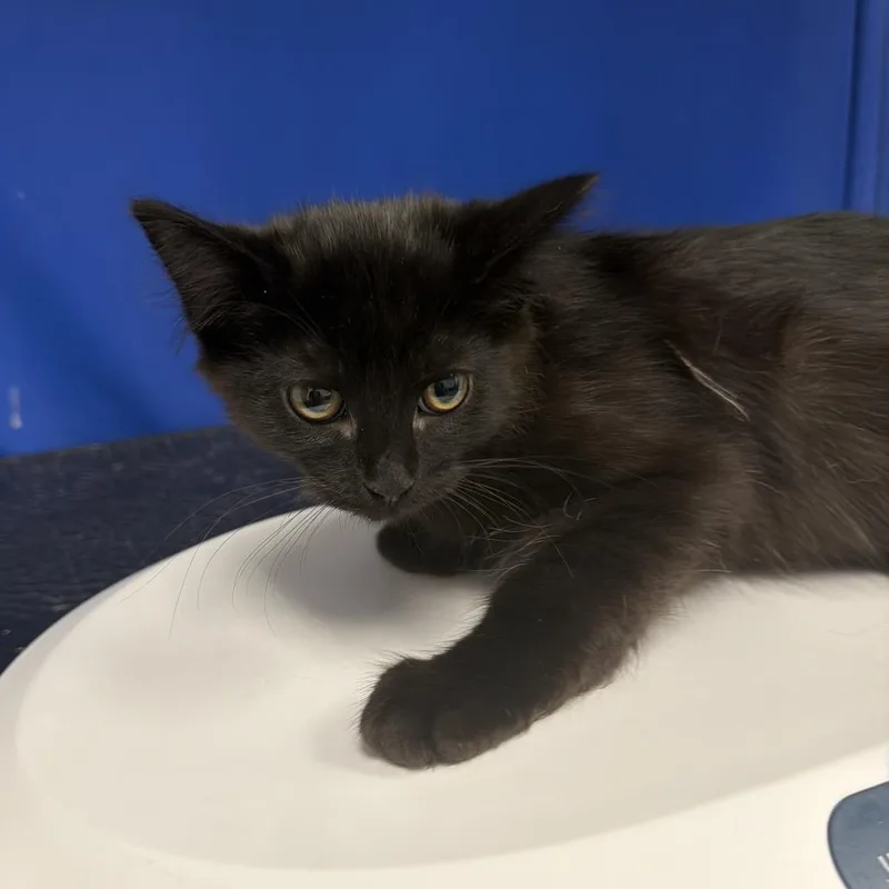 A baby small-sized male Black Domestic Short Hair cat named Panther for adoption in Henderson, NV