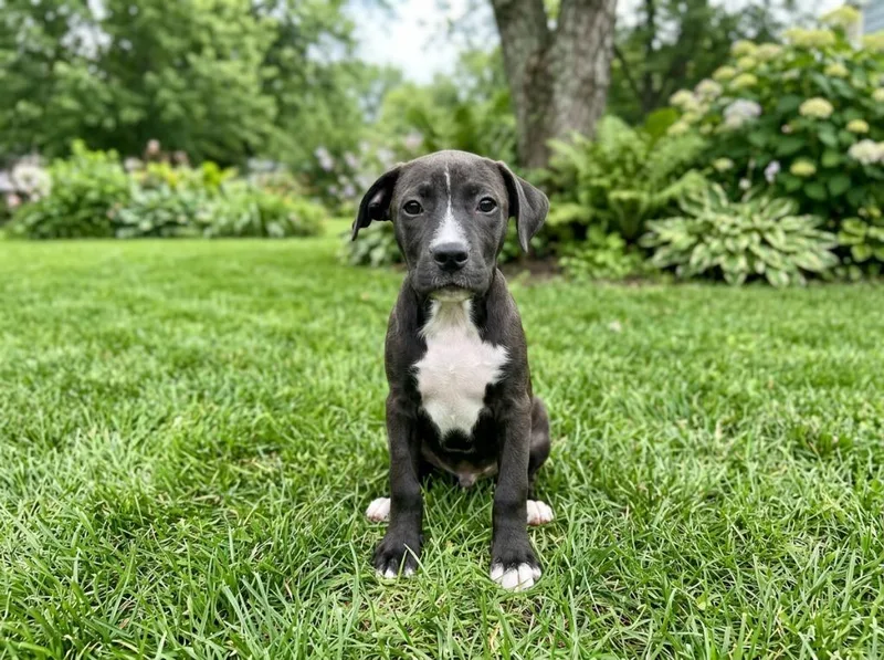 A baby small-sized female Labrador Retriever dog named Lolita for adoption in Sebastian, FL