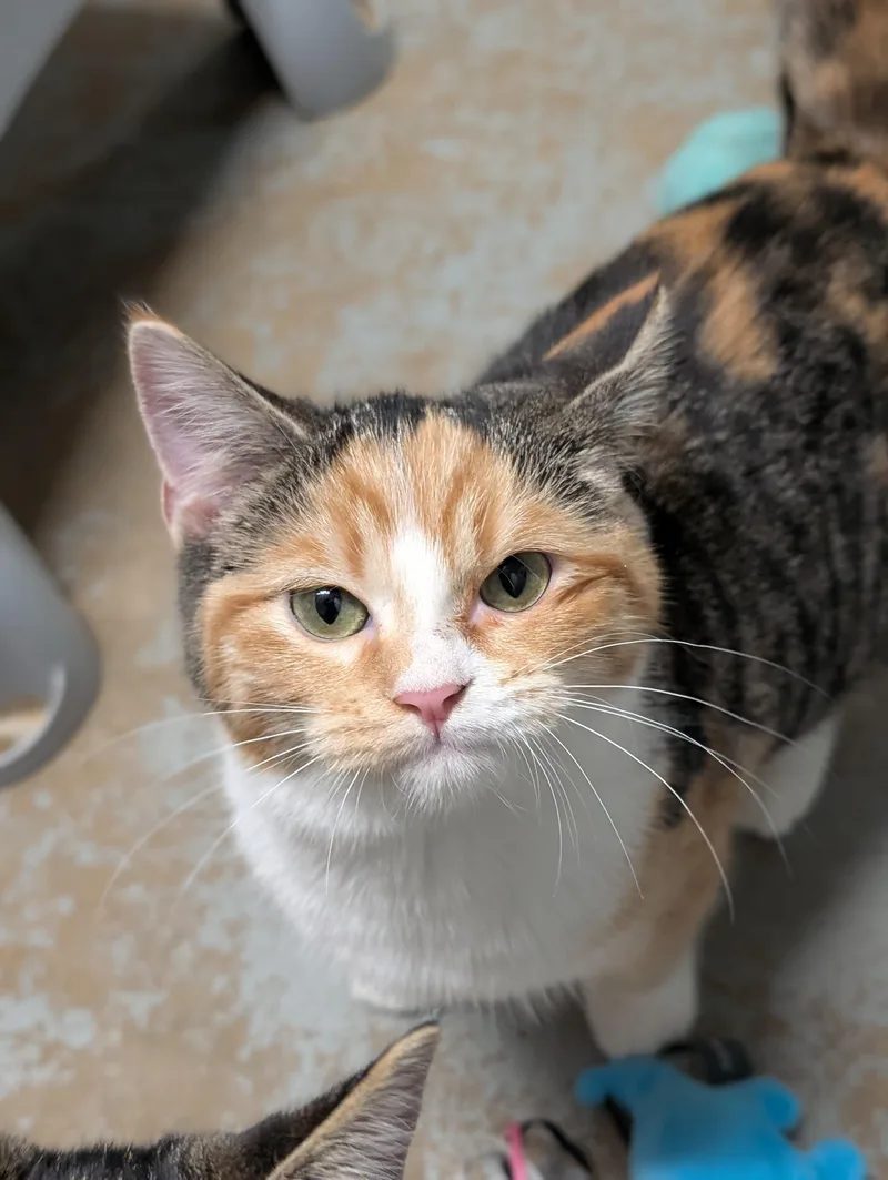 A baby medium-sized female Calico Domestic Short Hair cat named April for adoption in Tilton, IL