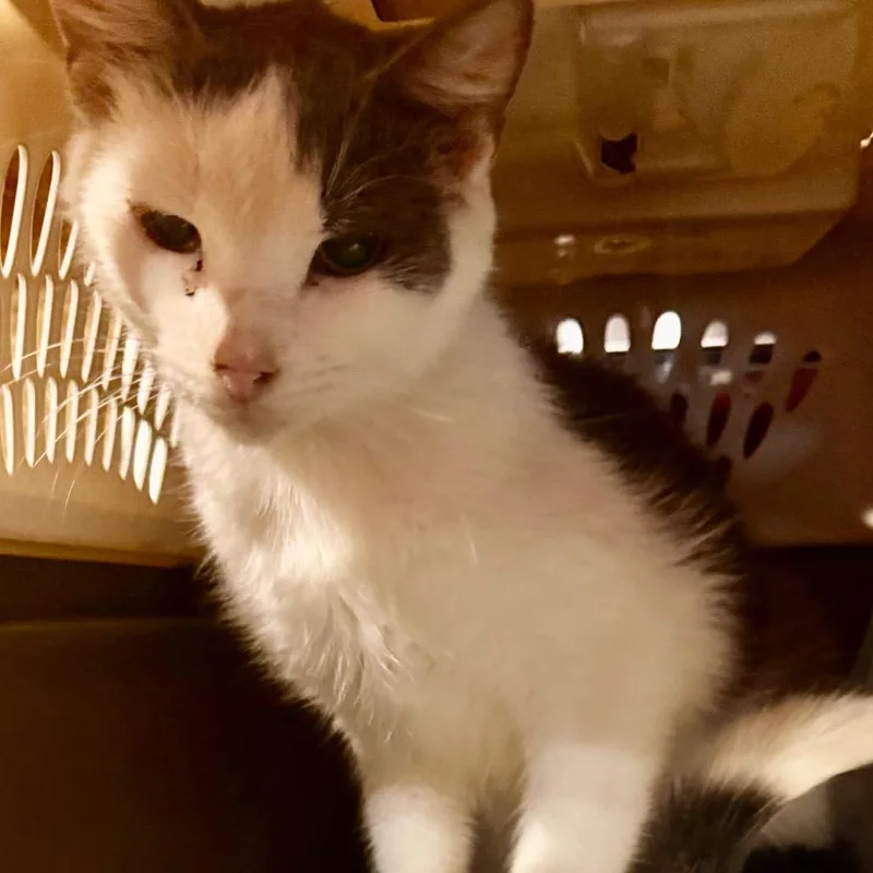 A young medium-sized male White Domestic Short Hair cat named Hippo for adoption in Granby, MO