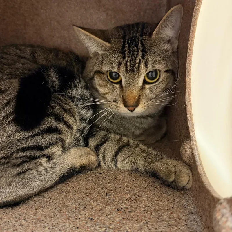 A young medium-sized male Brown / Chocolate Domestic Short Hair cat named Binx for adoption in Birmingham, AL