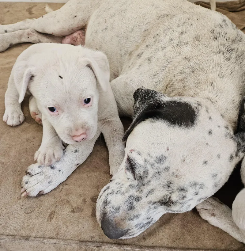 A baby medium-sized male Dalmatian dog named Whitey for adoption in Newport Beach, CA