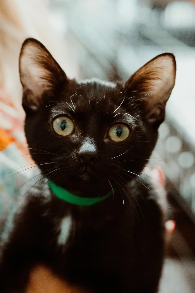 A baby medium-sized female Domestic Short Hair cat named Aphrodite for adoption in Le Mars, IA