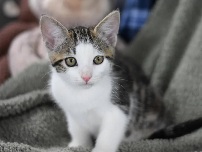 A baby medium-sized female Domestic Medium Hair cat named Abba for adoption in Montgomery, TX