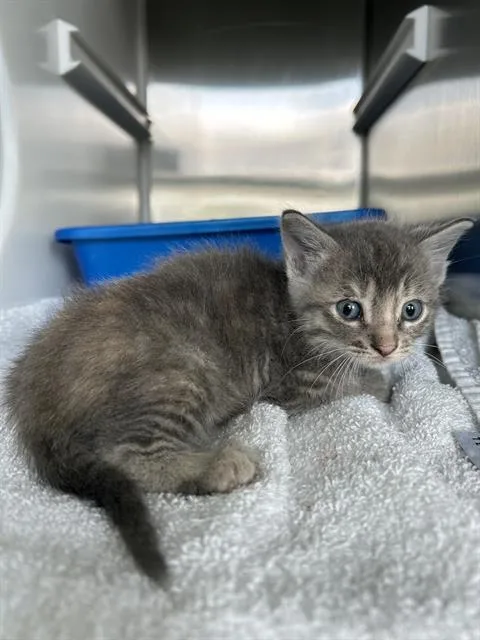 A baby small-sized female Domestic Short Hair cat named Lisa for adoption in Pearland, TX