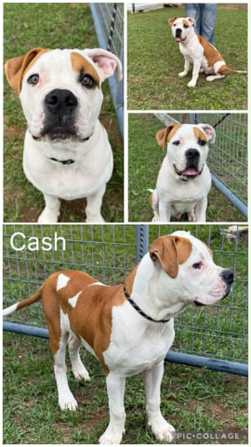 Cash